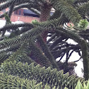 Monkey puzzle