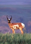 antilope d'amérique, source, royalalbertamuseum.ca