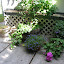 Hedgehog's Frontyard garden