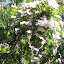 Hedgehog's Frontyard garden