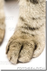 pés gato