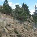 Big Horn Sheep (Wild)