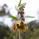 checkerlily