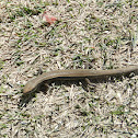 Himalayan Ground Skink