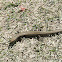 Himalayan Ground Skink
