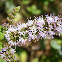 Horse Mint