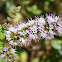 Horse Mint