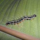 Moth Caterpillar