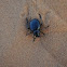 Namib Desert beetle