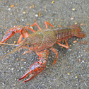 Crawdad