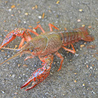 Crawdad