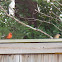 Northern Cardinal