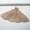 Red-lined Panopoda