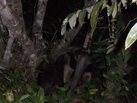Spotting Image 1