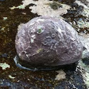 West Indian Top Shell