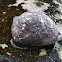 West Indian Top Shell