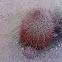 California barrel cactus