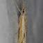 Grass Moth
