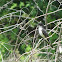 Eastern Kingbird