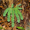 Five-finger Fern