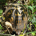 eastern box turtle