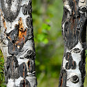 White Birch