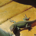 Carolina Anole