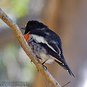 Flame Robin