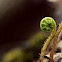 Fiddlehead