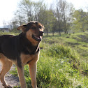 Comum Dog
