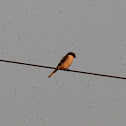 Loggerhead Shrike
