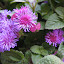 Ageratum - purple