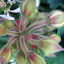 Geranium 