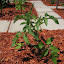 Early Girl Tomato (2) 