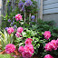 Peony - First, Unknown? 