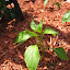 Pepper - Jalapeno