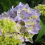 Hydrangea