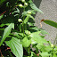 Delphinium