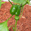 Pepper - Orange 