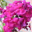 Phlox