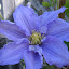 Clematis - Will Goodwin