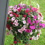 Impatiens
