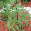 Tomato - Classica