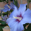 Hibiscus - Blue Satin
