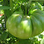 Tomato - Tomande