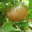 Tomato - Black Krim