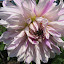 Beautiful Huge Flowers 