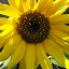 Ceae's Backyard garden