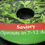 Savory