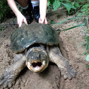 Common Snapping Turtle
